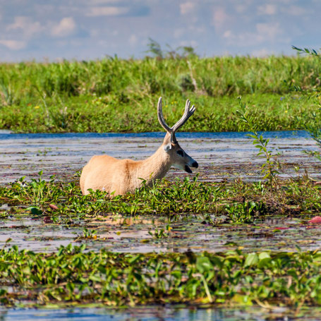 Argentina Puorto Madryn Esteros De Ibera Natur 1311157571