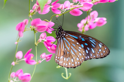 malaysia - kuala lumpur_sommerfuglepark_01