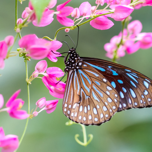 malaysia - kuala lumpur_sommerfuglepark_01