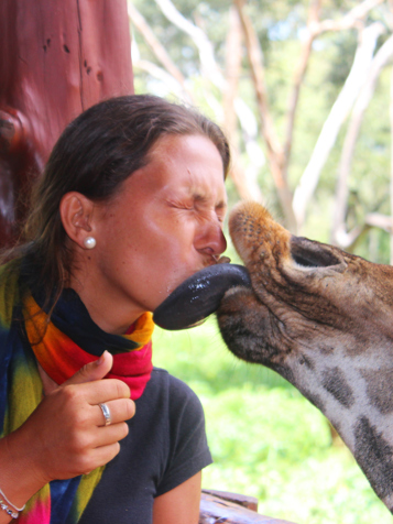 Rothschild- giraf på A.E.F.W. Giraffe Center