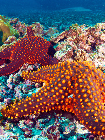 galapagos_soestjerne_01_hf