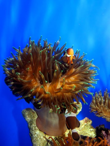 bali - bali_dykning_fisk_01_HF