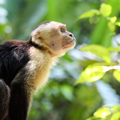 costa rica - cahuita national park_Puerto viejo de talamanca_abe_01