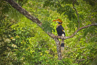 thailand - khao sok nationalpark_fugl_04