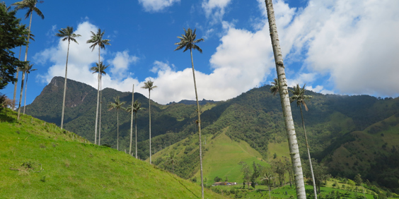 colombia - cocora dalen_palmer_udsigt_03
