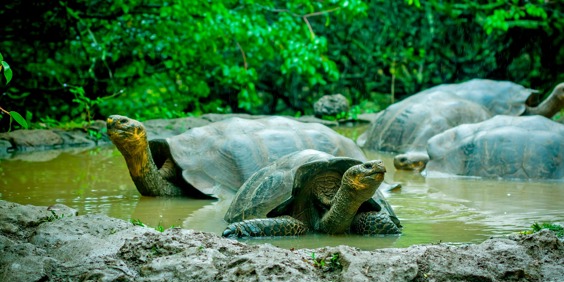 galapagos_skildpadde_19