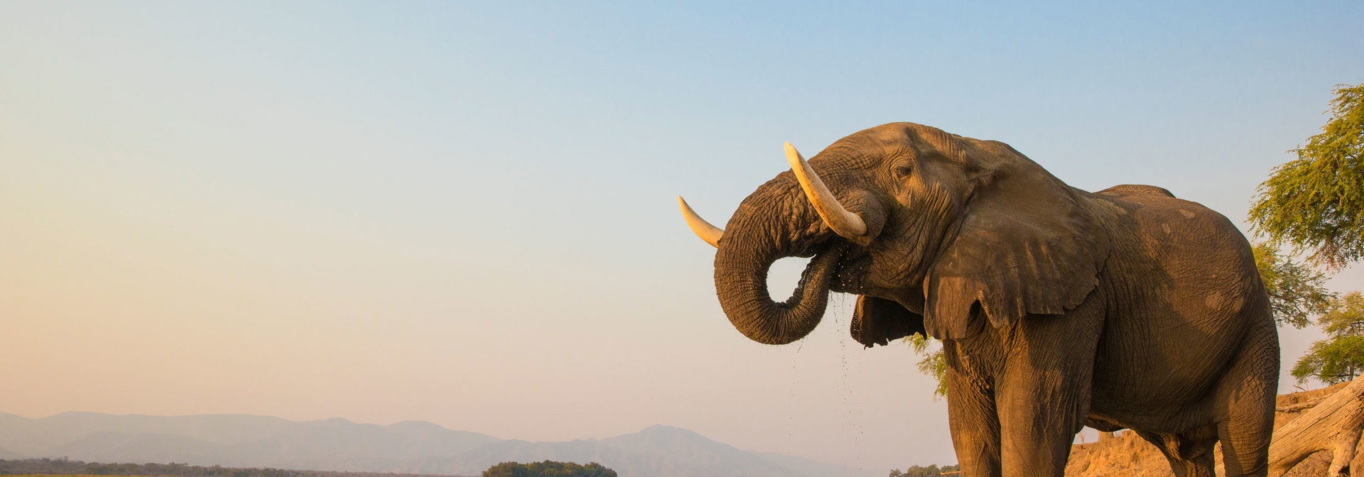 Elefant Zambezi Floden