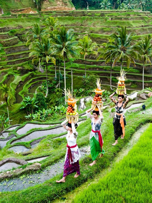 Kom tæt på lokalbefolkningen ved de smukke rismarker