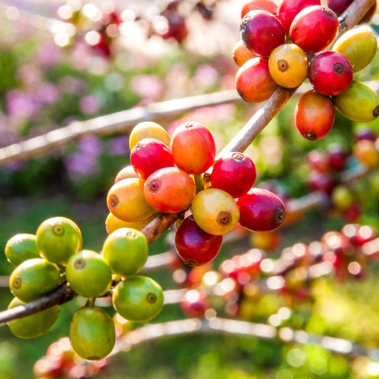 bali - bali_kaffeboenner_01