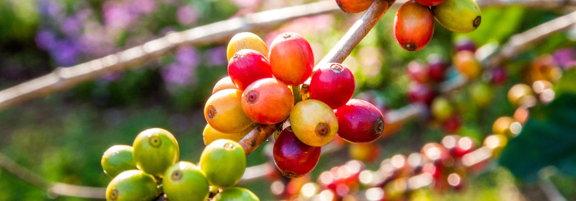 bali - bali_kaffeboenner_01