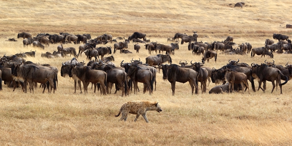 Willdabeast, Ugly Five