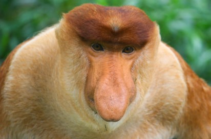 malaysia/borneo - borneo_naese abe_01