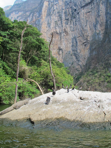 mexico - sumidero canyon_aligator_02