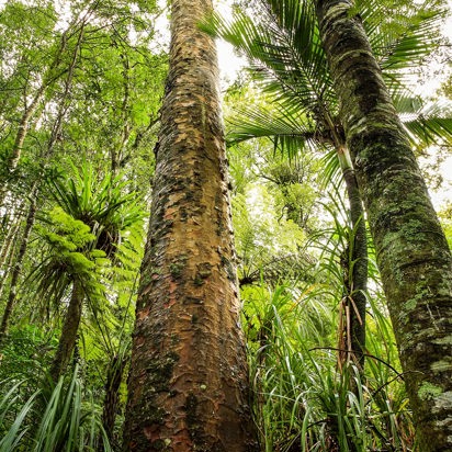 new zealand - kauri forrest_traestamme_01_HF