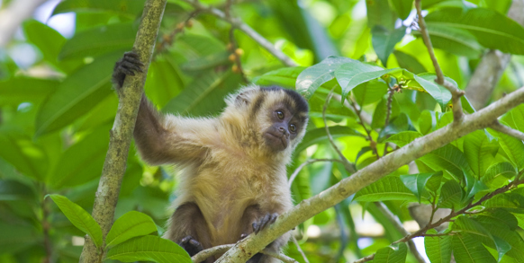 brasilien - pantanal_abe_01