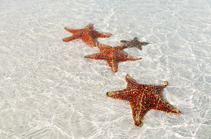 Tre røde søstjerner der ligger i vandkanten