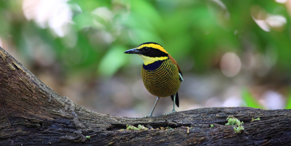 bali - barat nationalpark_fugl_01