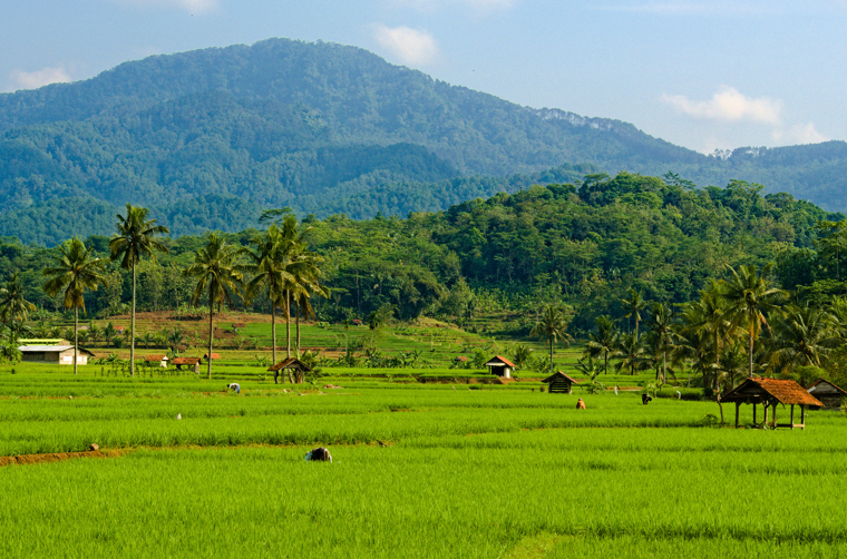 Java Rismarker As 1843310642