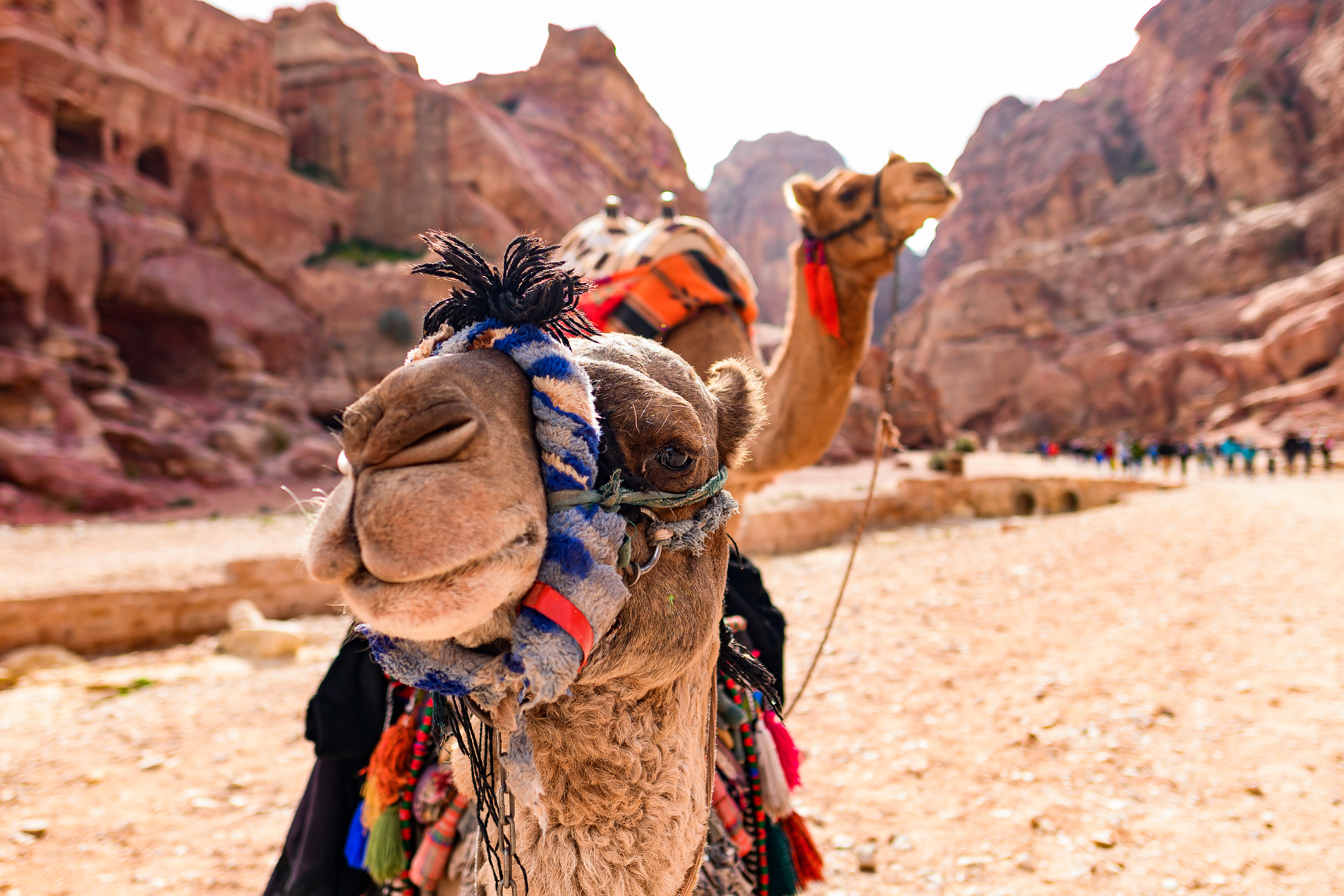 jordan - petra kamel