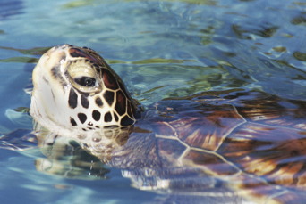 bali - bali_havskildpadde_04