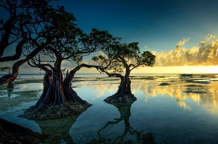 bali - sumba_mangrove_02