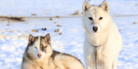 Slædehunde 2449816371