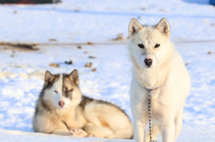 Slædehunde 2449816371