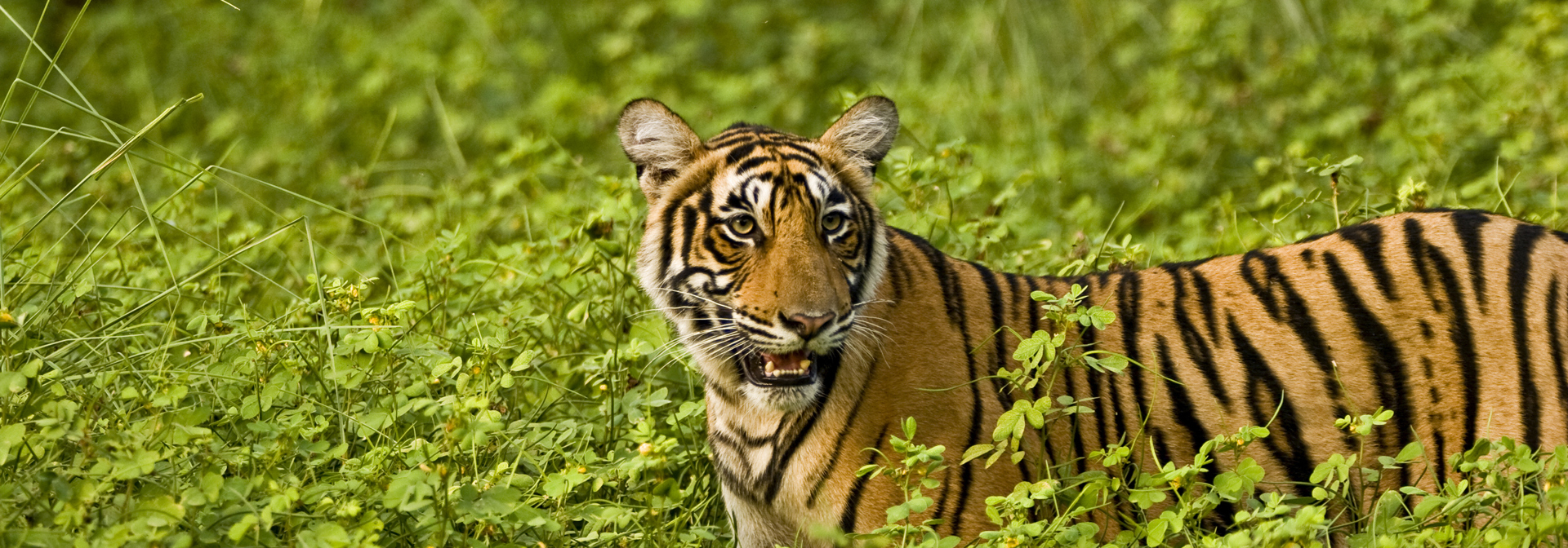 Indien - ranthambore national park_04