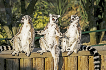 lemur ringtailed_andasibe mantadia national park_03