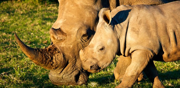 sydafrika - sydafrika_natur_naesehorn_01