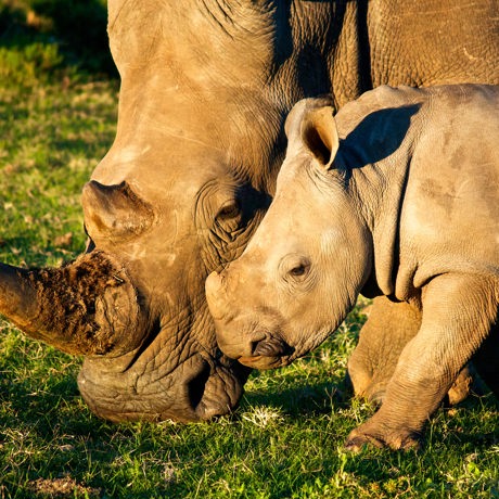 sydafrika - sydafrika_natur_naesehorn_01