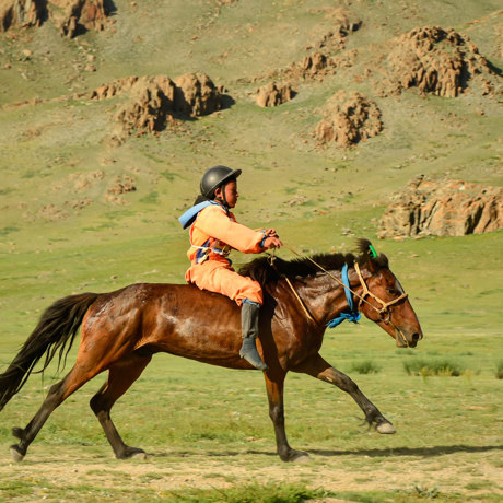 Mongoliet Rytter Hest