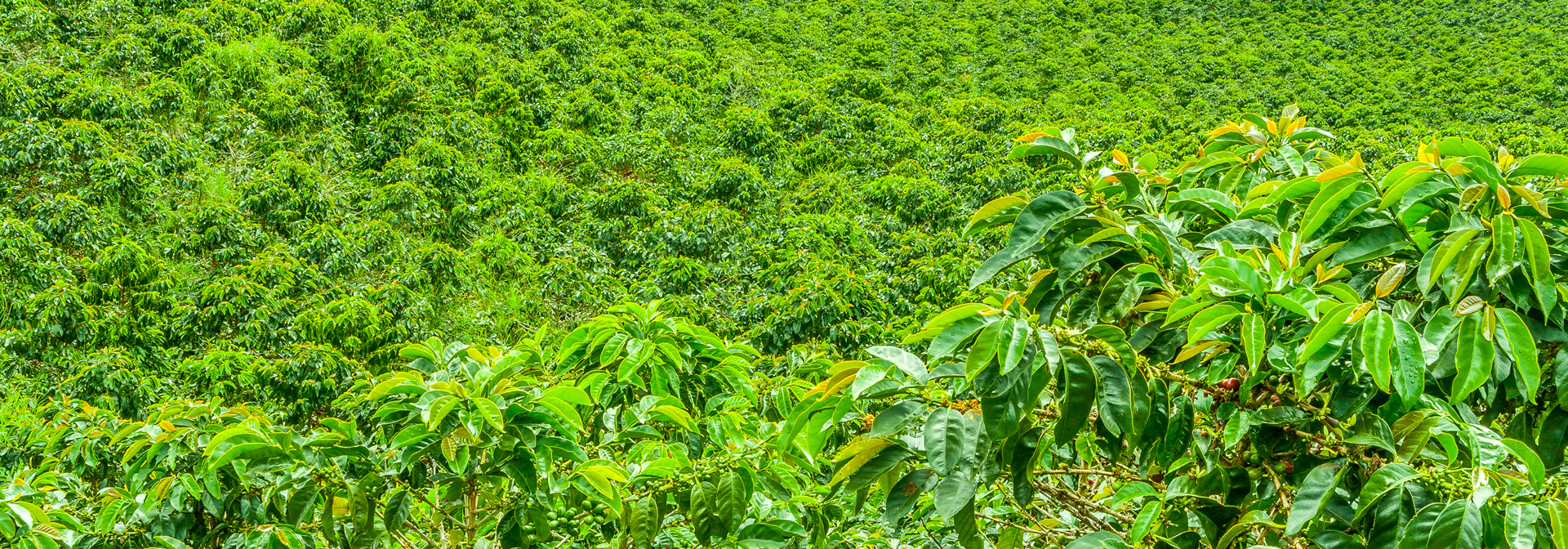 colombia - jerico_kaffe_plantage_01
