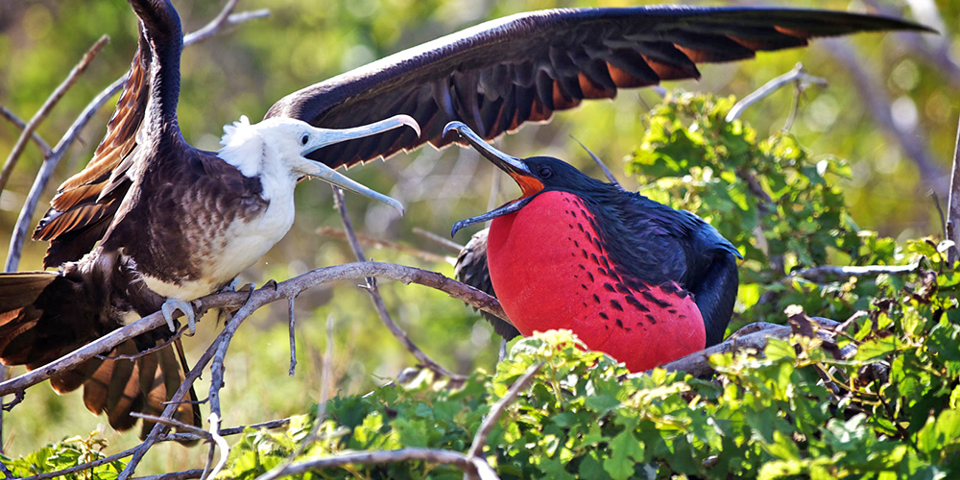 galapagos_fugl_magnificent frigatebird_04