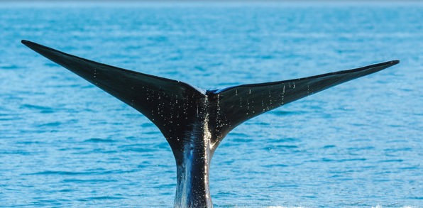 new zealand - kaikoura_hval_hale_07