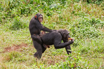 Uganda Ngamba Island Chimpanzee Sanctuary Young Chimp Straddles Mothers Back