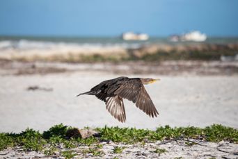 Mexico Yucatan El Cuyo Cormorant Fugl