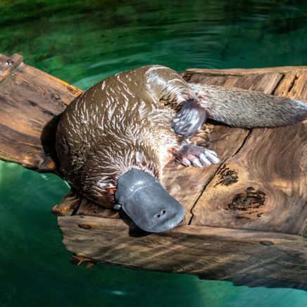 Hvor der blandt andet er gode chancer for at støde på det særegne næbdyr.