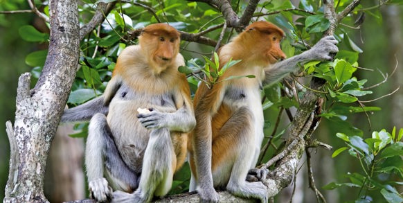 malaysia/borneo - borneo_naeseabe_08