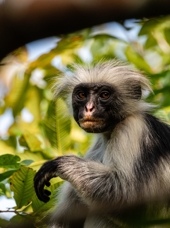 Den Røde Columbus Abe