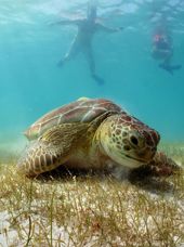 Akumal Riviera Maya Green Turtle 137048570