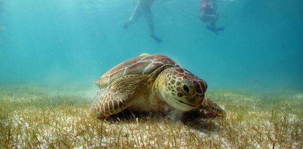 Akumal Riviera Maya Green Turtle 137048570