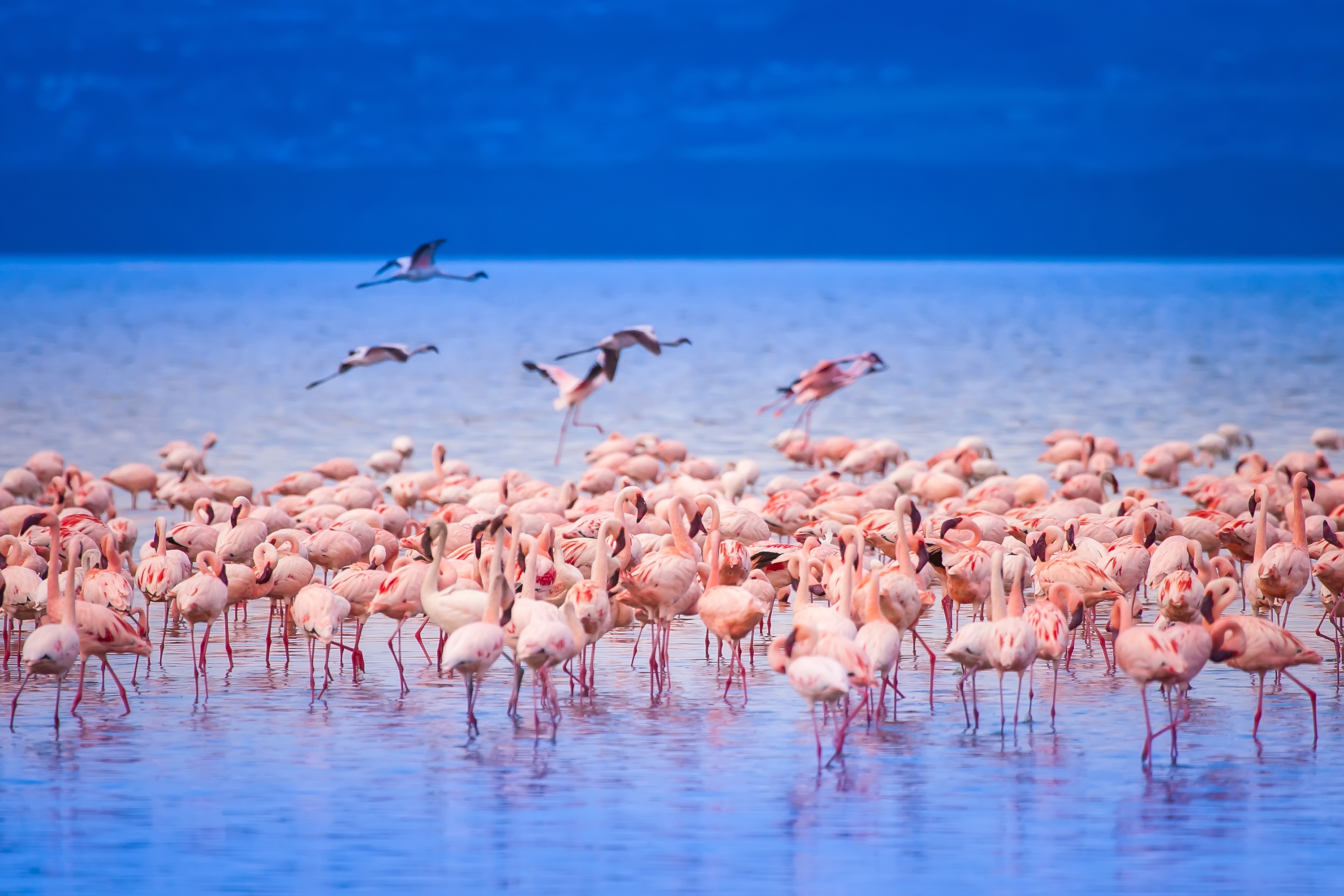 kenya_nakuru_flamingo_01