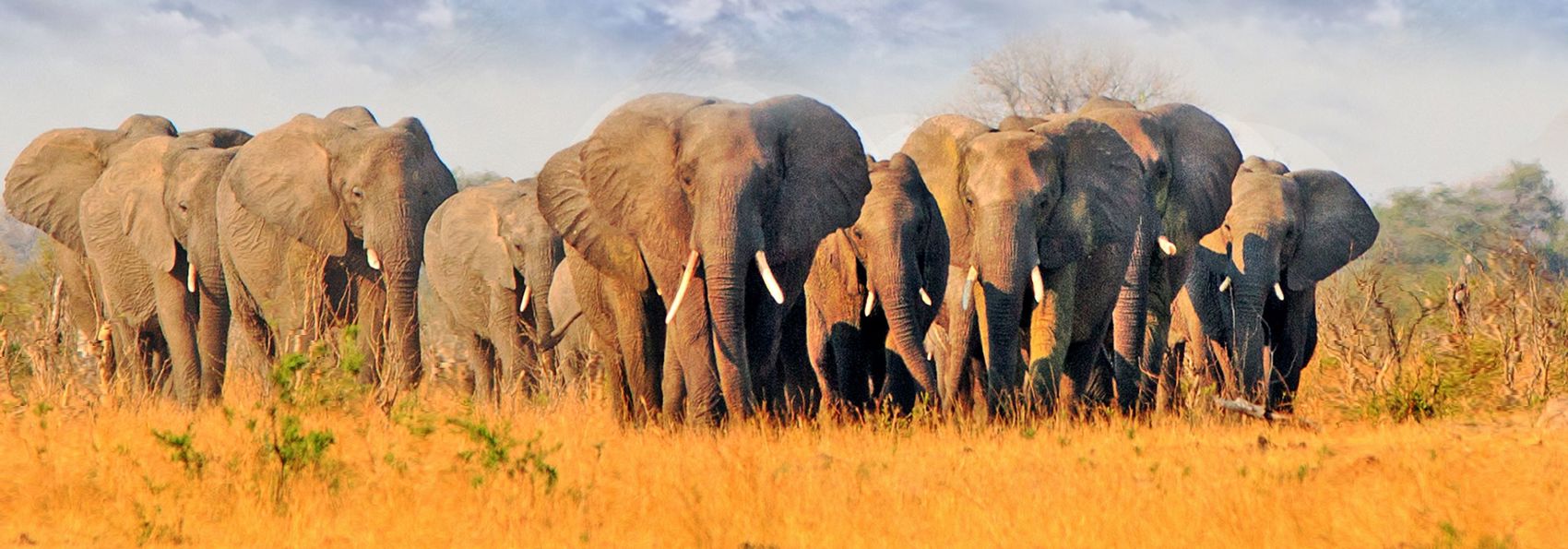 Zimbabwe Hwange National Park Herd Of Elephants Dry African Plains