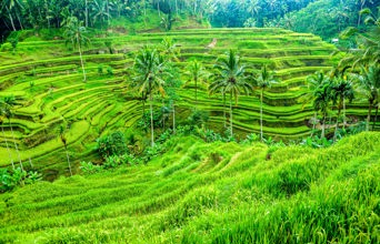 bali - ubud_rismark_05