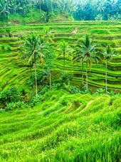 bali - ubud_rismark_05