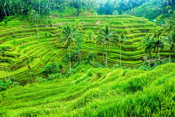 bali - ubud_rismark_05