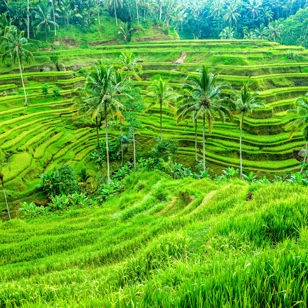 bali - ubud_rismark_05