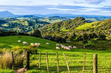 new zealand - new zealand_landskab_natur_faar_01