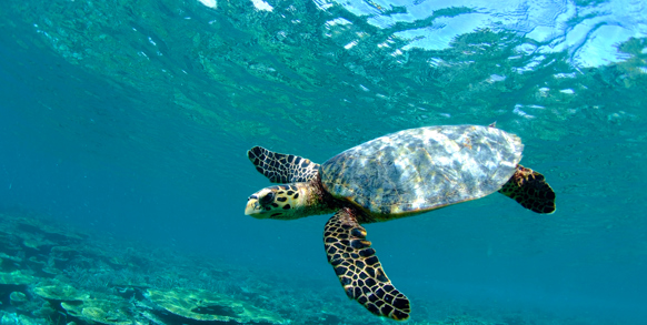 bali - gili_skildpadde_01